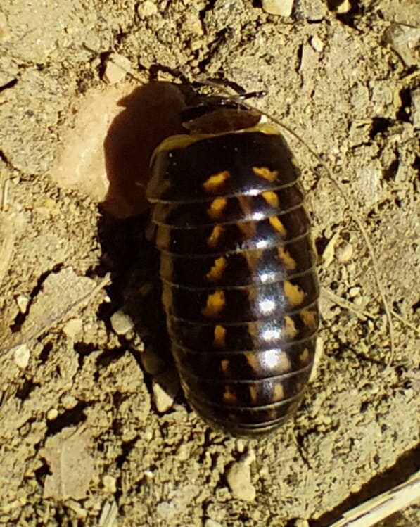 Glomeridae : Glomeris klugii